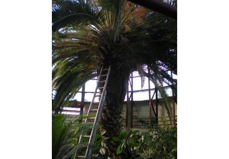 FURĂ PRIVIREA. Cu siguranţă, primele plante care atrag privirea vizitatorilor serei sunt palmierii. Înalţi cât sera, ei veghează fiecare plăntuţă în parte...